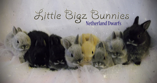 Baby Bunnies for Sale - Little Bigz Bunnies